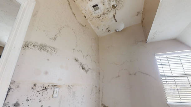 Best Mold-Related Health Consultation  in Skyline Ganipa, NM