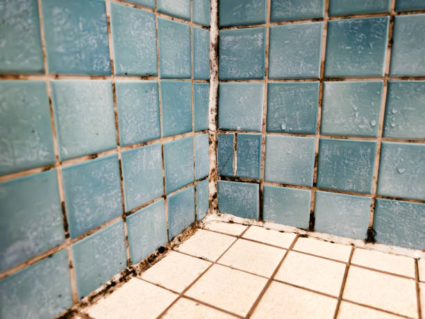 Best Real Estate Mold Inspection  in Skyline Ganipa, NM