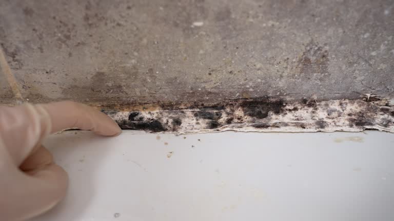 Best Mold Prevention Services  in Skyline Ganipa, NM